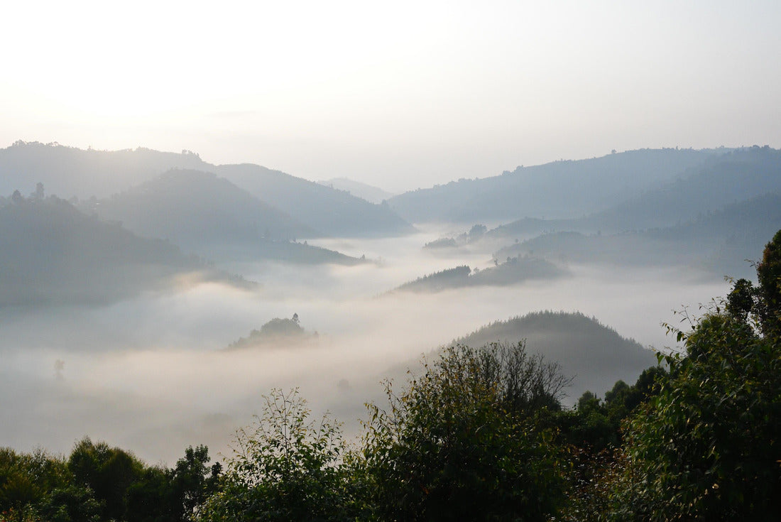 Noah Jigsaw Puzzle The misty Bwindi Forest, home of the mountain gorillas, Uganda 2000 pieces