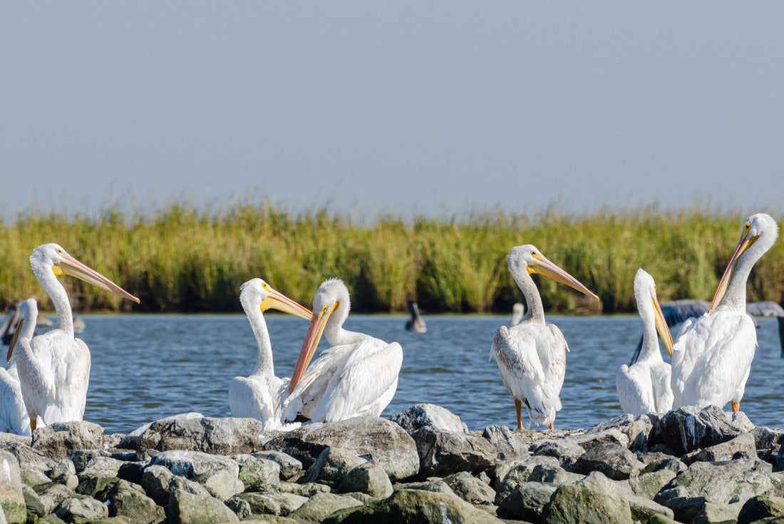 Pelicans sitting on Pelican Island in Barataria Bay and the Gulf of Mexico, Louisiana 2000pc Puzzle