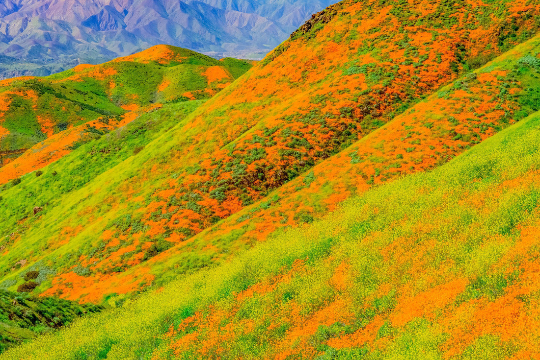 Yellow mustard and California poppies bring brilliant color to the hills of Riverside County, California 2000pc Puzzle