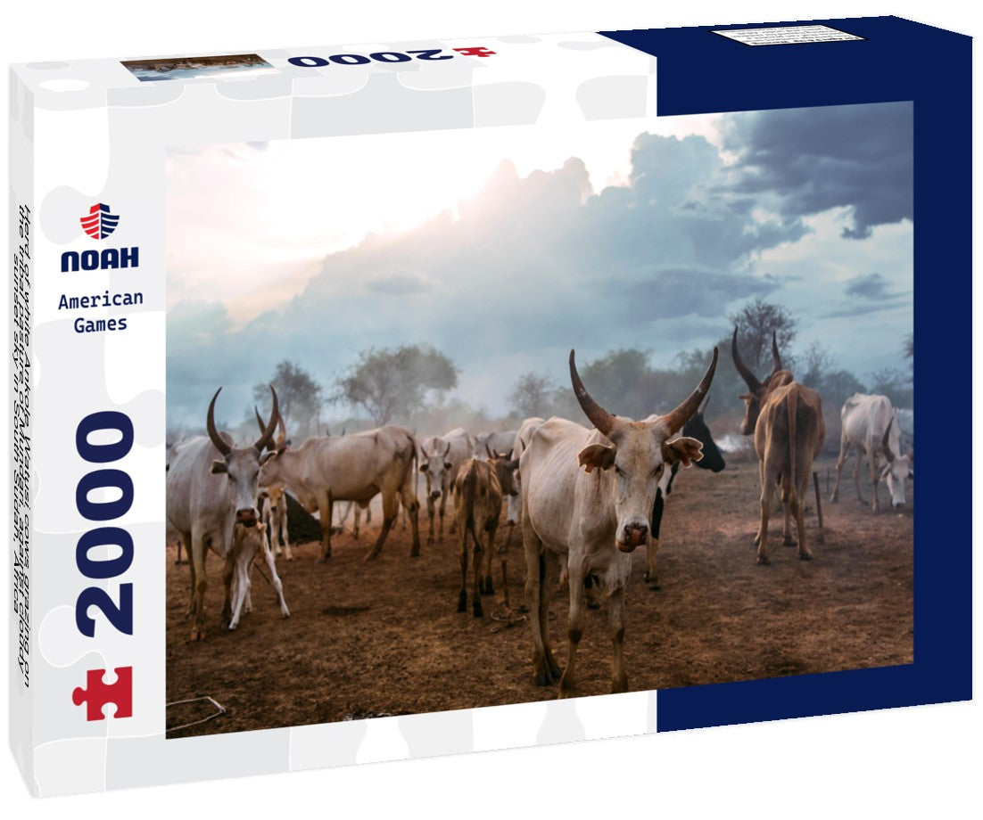 Noah Jigsaw Puzzle Herd of white Ankole Watusi cows grazing on the tribal pasture of Mundari, against cloudy sunset sky in South Sudan, Africa 2000 pieces
