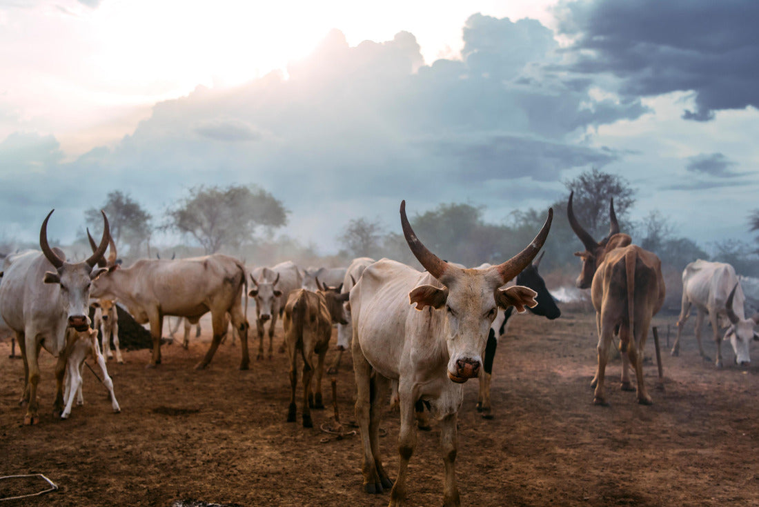 Noah Jigsaw Puzzle Herd of white Ankole Watusi cows grazing on the tribal pasture of Mundari, against cloudy sunset sky in South Sudan, Africa 2000 pieces