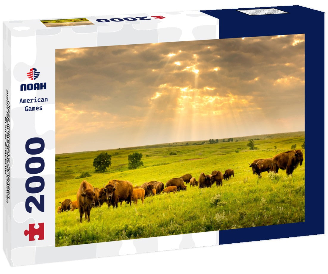 These impressive American bison roam the Kansas Maxwell Prairie Preserve 2000pc Puzzle