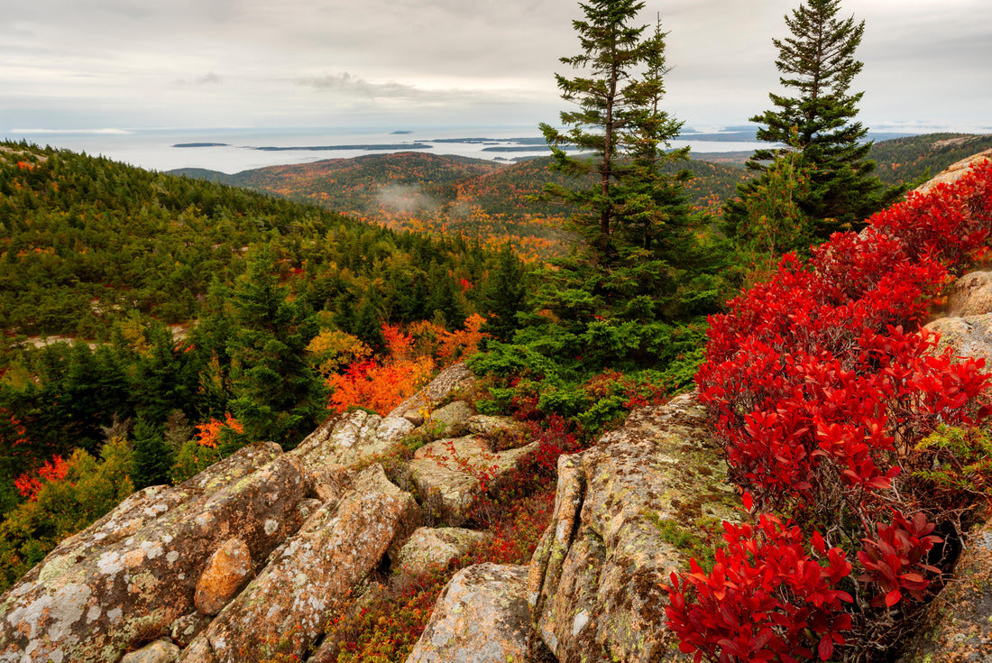 Vibrant fall colors in Acadia National Park near the summit of Mt. Desert Mountain on an enchanted day with bright red orange and yellow colors in the trees and strong foreground interest of three trees 2000pc Puzzle