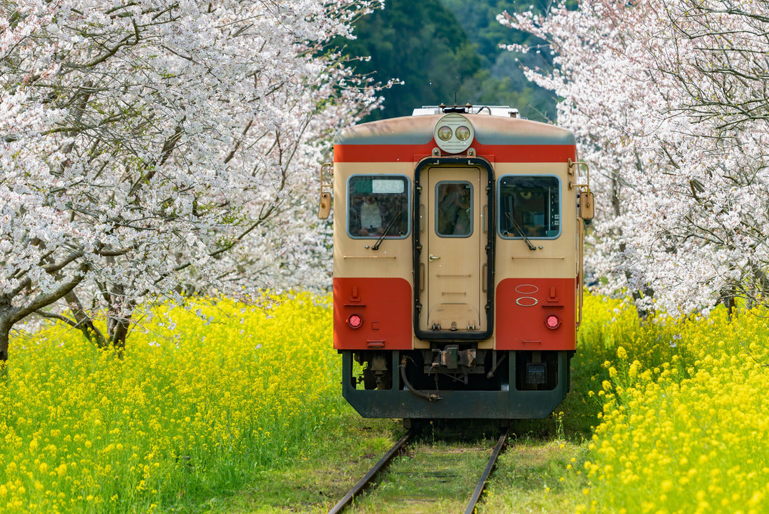 landscape of trains and cherry blossoms and canola flowers in Chiba Prefecture, Japan 2000pc Puzzle