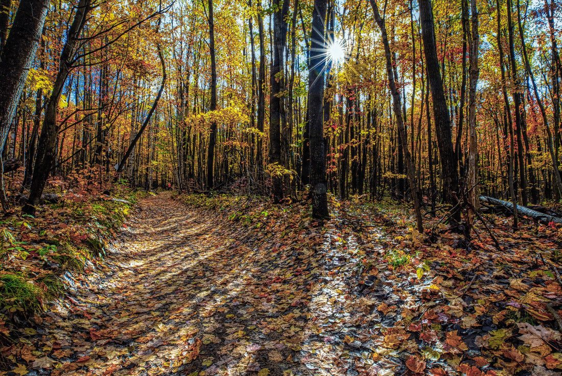Shadows of trees in Roscommon Michigan forest mid-morning in fall 2000pc Puzzle
