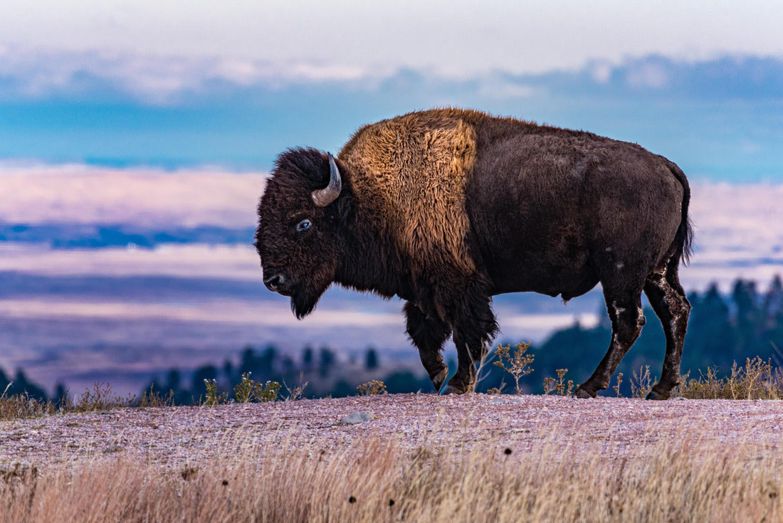 Noah Jigsaw Puzzle Sturdy Bison Stands in Wind Cave National Park 2000 pieces