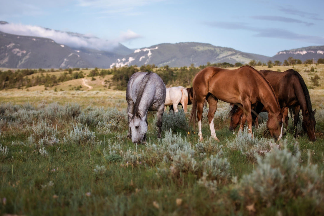 Horses grazing in the wilds of Montana. In front of Pryor mountains in a meadow. Ranch horses in the west Near Lovell Wyoming, and Billings Montana 2000pc Puzzle