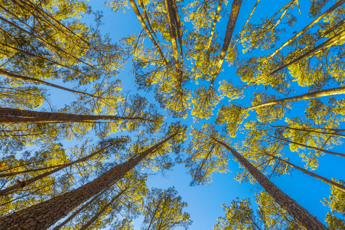 Noah Jigsaw Puzzle Congaree National Park of the US 2000 pieces