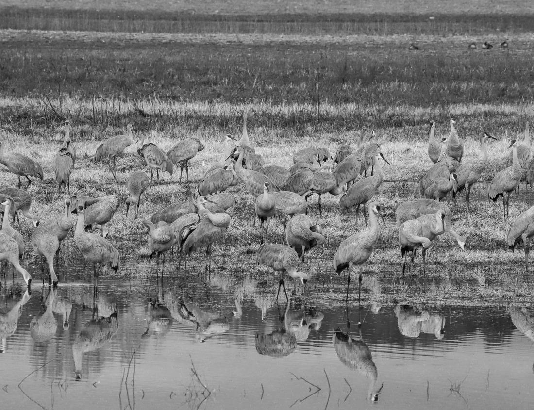 Noah Jigsaw Puzzle Angels Landing From Scout Lookout, West Rim Trail, Zion National Park, Utah, USA in black white 1000 pieces