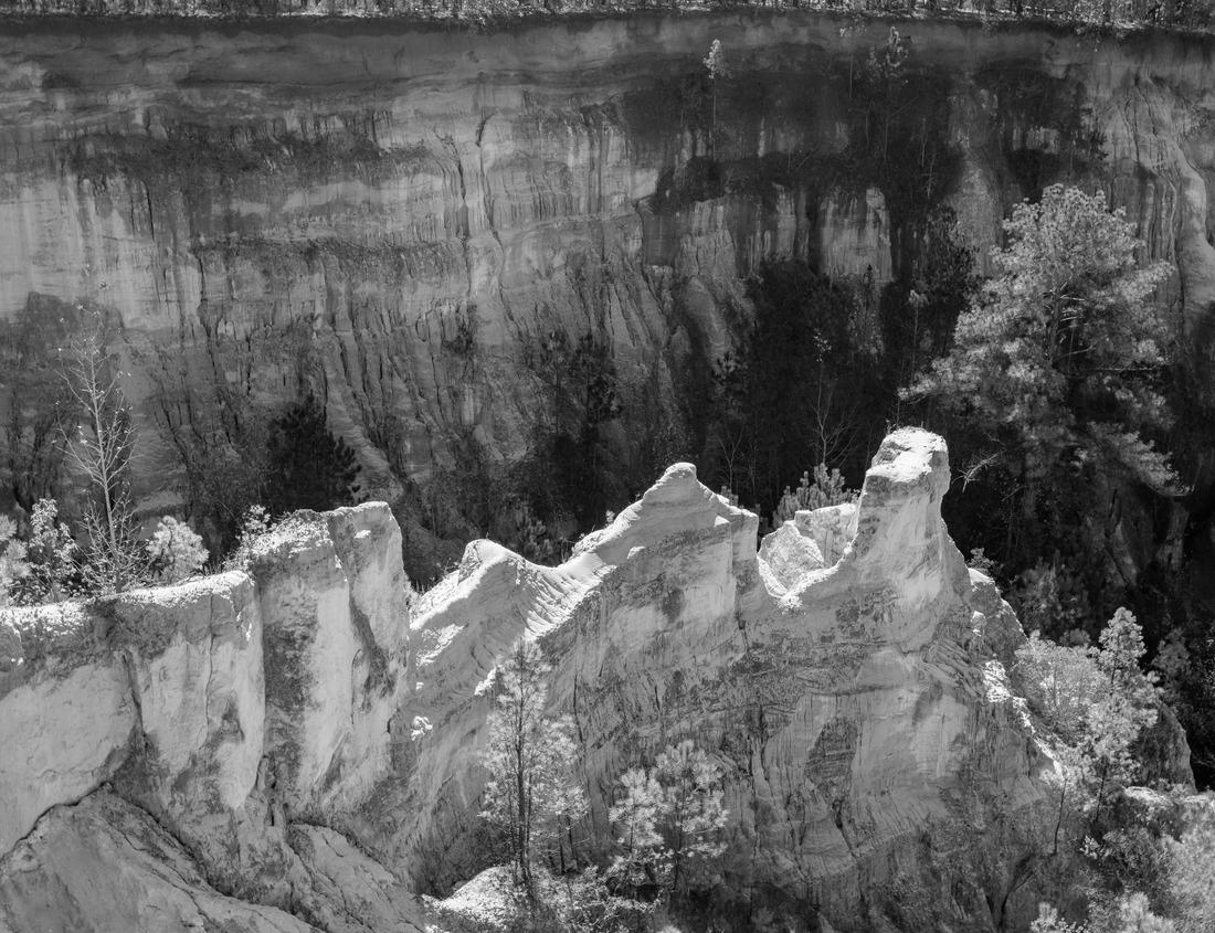 Noah Jigsaw Puzzle Saguaro and Organ Pipe cactus and Joshua trees at Organ Pipe Cactus National Monument in southern Arizona, USA in black white 1000 pieces