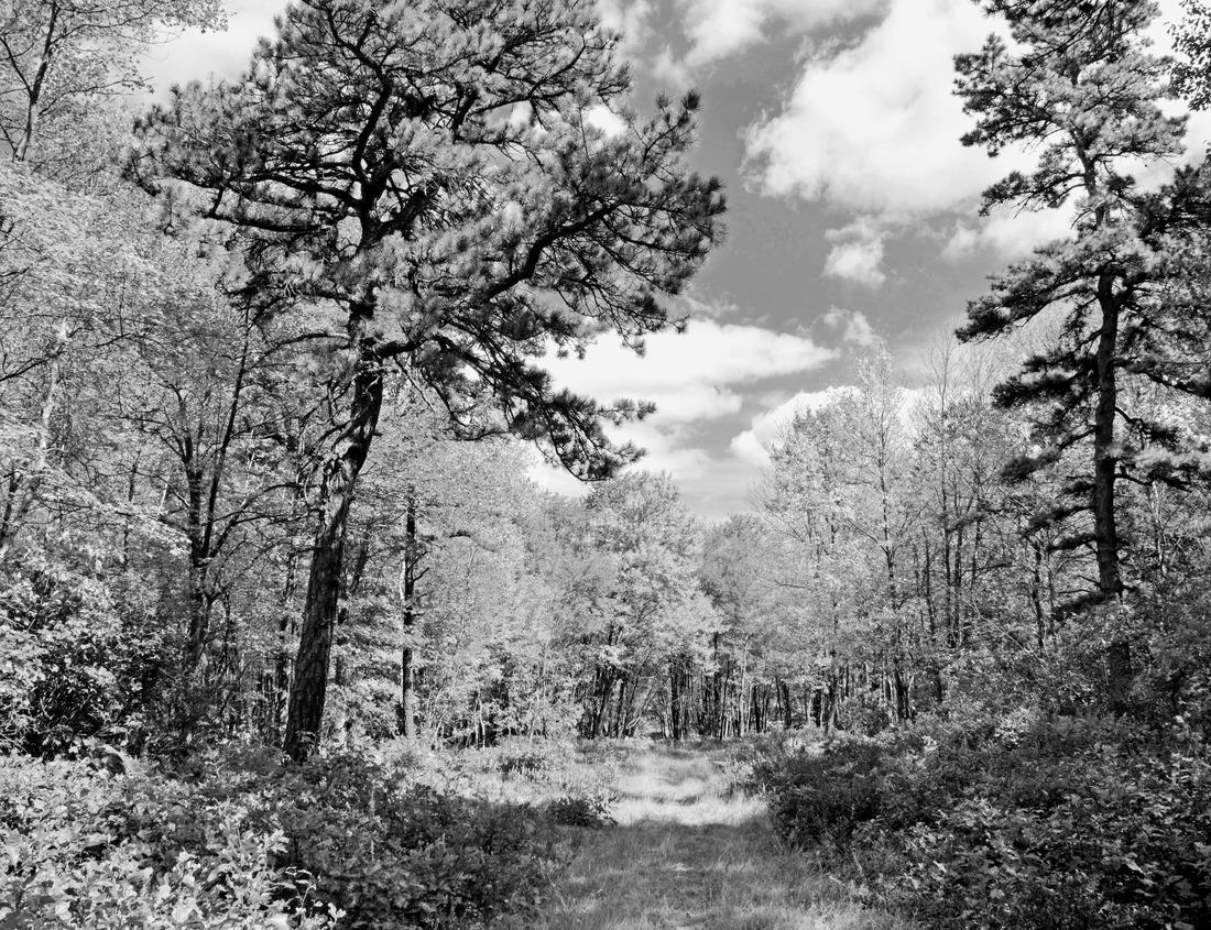 Noah Jigsaw Puzzle Pedra da Galinha Choca in Quixadá! The rock formation is really impressive, with its unique shape that resembles a chicken brooding its eggs in black white 1000 pieces