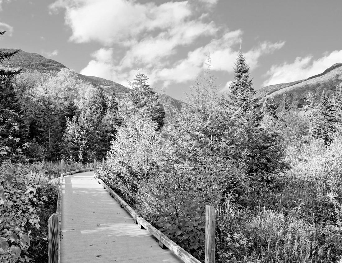 Noah Jigsaw Puzzle Modern skyscrapers near ocean. Travel recreation. Surfers Paradise, Gold Coast Queensland Australia in black white 1000 pieces