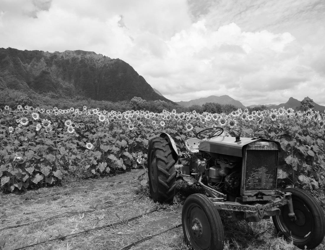 Noah Jigsaw Puzzle Autumn forest adorns isolated farmhouse under clouds, mountain backdrop, Vermont, USA in black white 1000 pieces