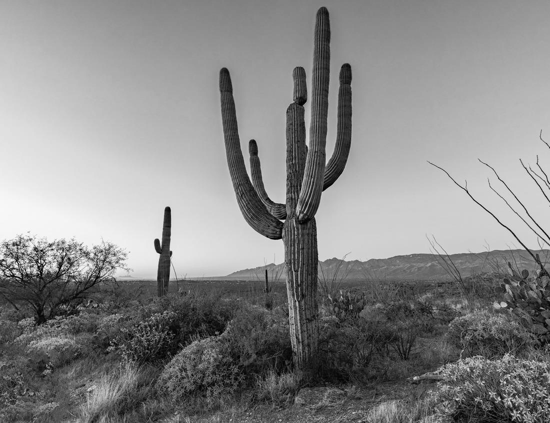 Noah Jigsaw Puzzle A palm tree oasis and traditional adobe clay kasbahs in the Tinghir city, Atlas mountains, Morocco in black white 1000 pieces