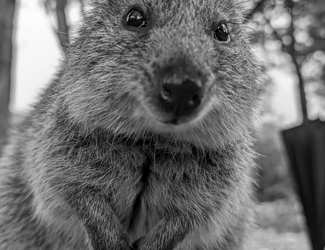Noah Jigsaw Puzzle Traditional Cypriot village of Palaichori nestled in the lush pf Troodos mountain. Nicosia District, Cyprus in black white 1000 pieces