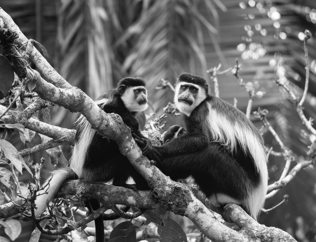 Noah Jigsaw Puzzle The Sapphire Pool in Biscuit Basin, Yellowstone National Park, Wyoming in black white 1000 pieces