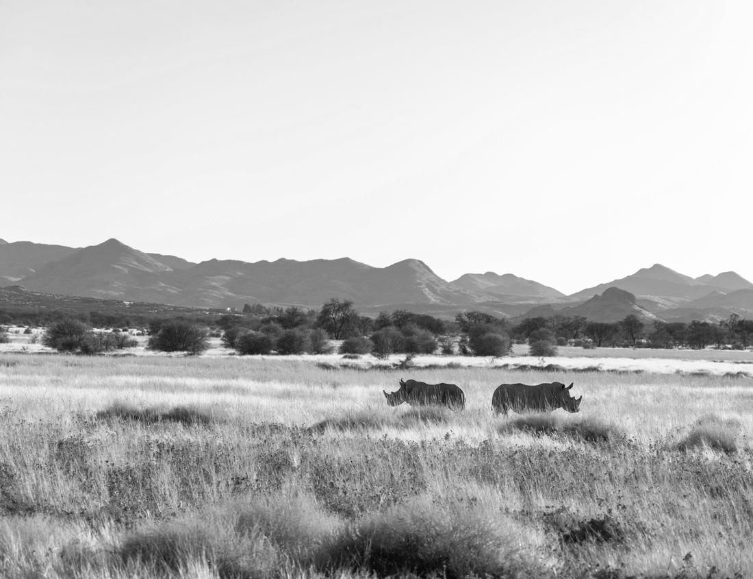 Noah Jigsaw Puzzle Aerial view of beautiful Nissi beach in Ayia Napa, Cyprus. Nissi beach in Ayia Napa famous tourist beach in Cyprus. A view of a azzure water and Nissi beach in Aiya Napa, Cyprus in black white 1000 pieces
