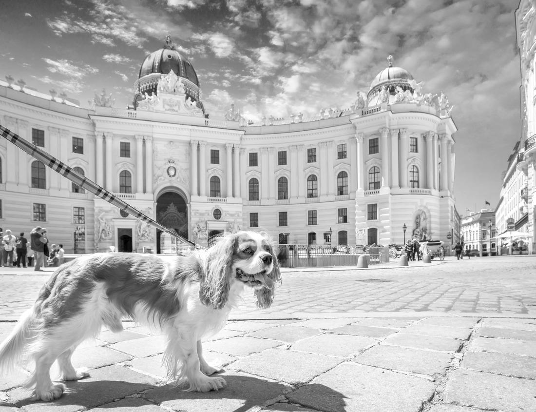 Noah Jigsaw Puzzle Indian Ocean, Mauritius Whales and sperm whales and vibrant coral reefs and sea Turtles. Mauritius island under waterfall, Mauritius undersea, Mauritius in black white 1000 pieces