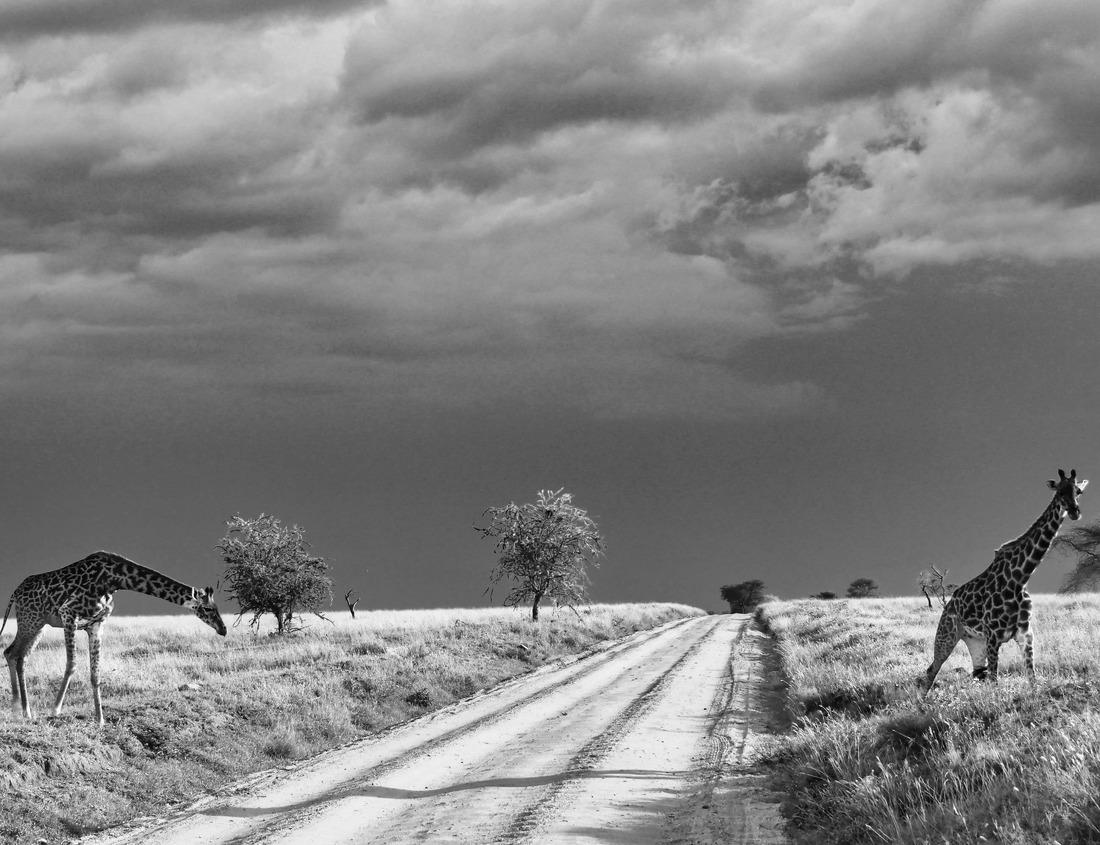 Noah Jigsaw Puzzle Geneva, Switzerland skyline view towards the Jet d'Eau fountain in Lake Geneva at twilight in black white 1000 pieces