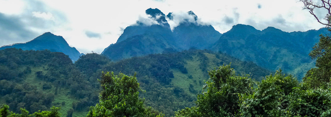 Noah Jigsaw Puzzle Mountain and jungle landscape in Rwenzori Mountains National Park, Kasese District, Uganda panorama 1000 pieces
