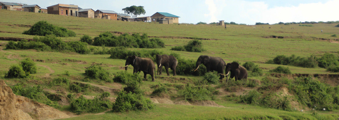 Noah Jigsaw Puzzle elephants at the nile in Uganda panorama 1000 pieces