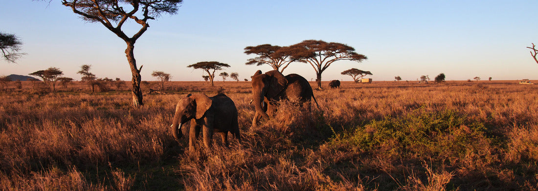 Noah Jigsaw Puzzle Elephant on savanna in Kenia and Tanzania, Africa panorama 1000 pieces