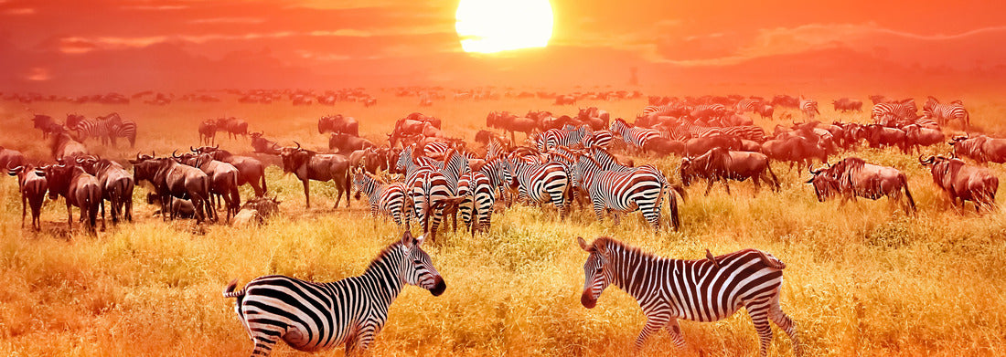 Noah Jigsaw Puzzle Zebras and antelopes at sunset in the African savannah. Serengeti National Park. Tanzania. The wild nature of Africa panorama 1000 pieces