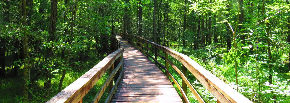 Noah Jigsaw Puzzle Boardwalk in Congaree National Park panorama 1000 pieces