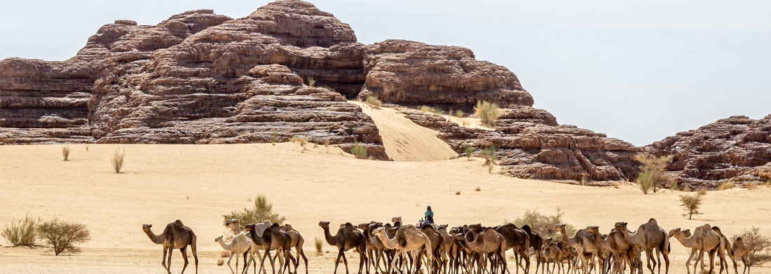 Noah Jigsaw Puzzle Camel caravan in the Sahara Desert, Chad, Africa panorama 1000 pieces