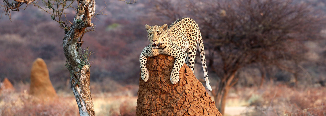 Noah Jigsaw Puzzle Leopard on a termite hill - Namibia Africa panorama 1000 pieces