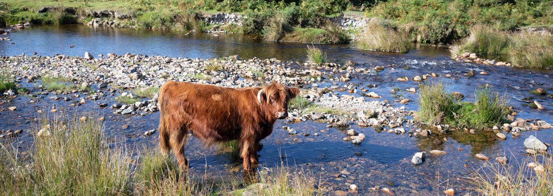 Noah Jigsaw Puzzle Buffalo in the River at Cadover bridge, Devon, England on a summers day panorama 1000 pieces