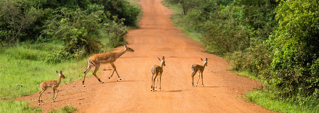Noah Jigsaw Puzzle Antelopes crossing a path in Lake Mburo National Park, Uganda panorama 1000 pieces