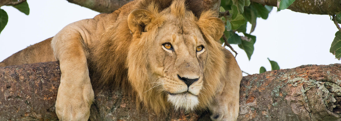 Noah Jigsaw Puzzle Famous male trees climbing Lion King relaxing and sleeping in Ishasha Secotor, Queen Elizabeth National Park, Uganda, Africa panorama 1000 pieces