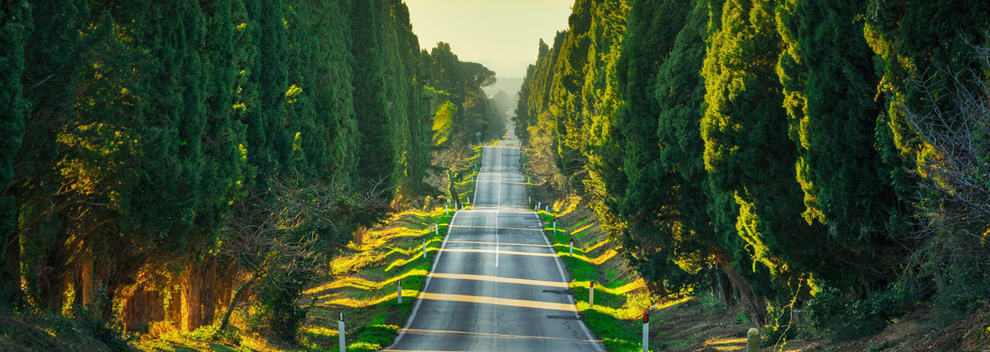 Noah Jigsaw Puzzle Bolgheri famous cypress trees straight ahead boulevard landscape. Maremma emblem, Tuscany, Italy panorama 1000 pieces