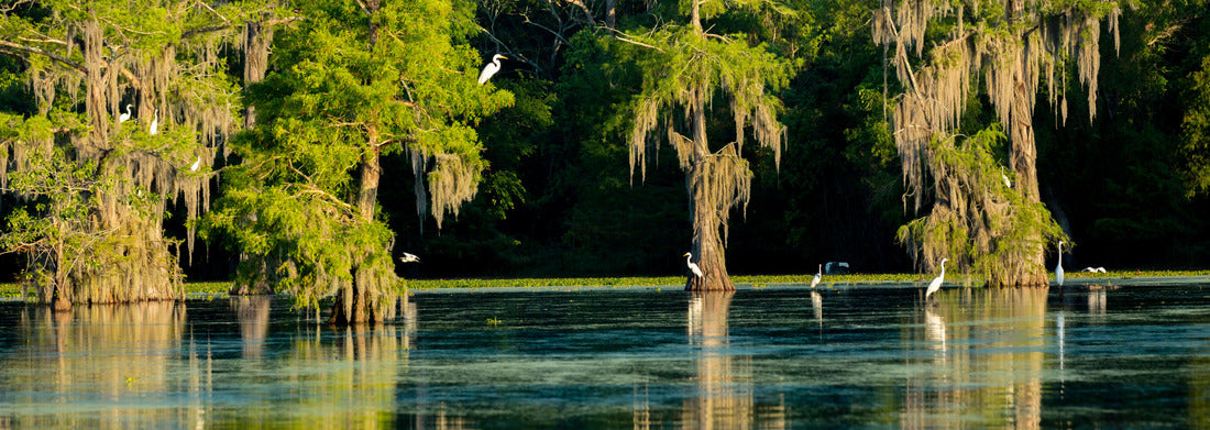 Noah Jigsaw Puzzle Lake Martin Swamp and white Egrets in spring near Breaux Bridge, Louisiana panorama 1000 pieces