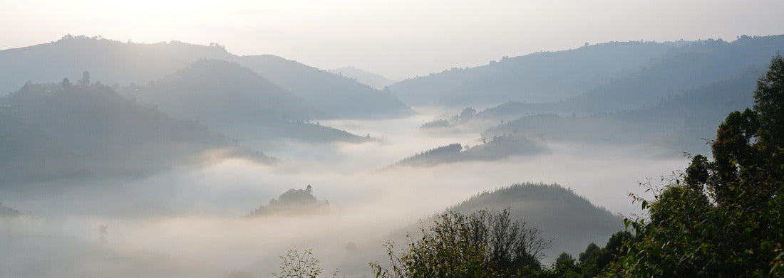 Noah Jigsaw Puzzle The misty Bwindi Forest, home of the mountain gorillas, Uganda panorama 1000 pieces