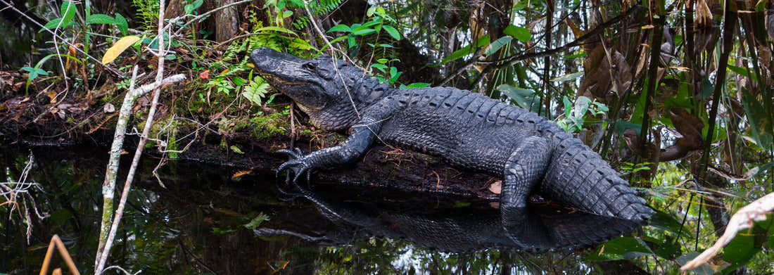 Noah Jigsaw Puzzle Alligator at Everglades National Park, Florida panorama 1000 pieces
