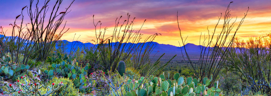 Noah Jigsaw Puzzle Sunset in Saguaro National Park near Tucson, Arizona panorama 1000 pieces