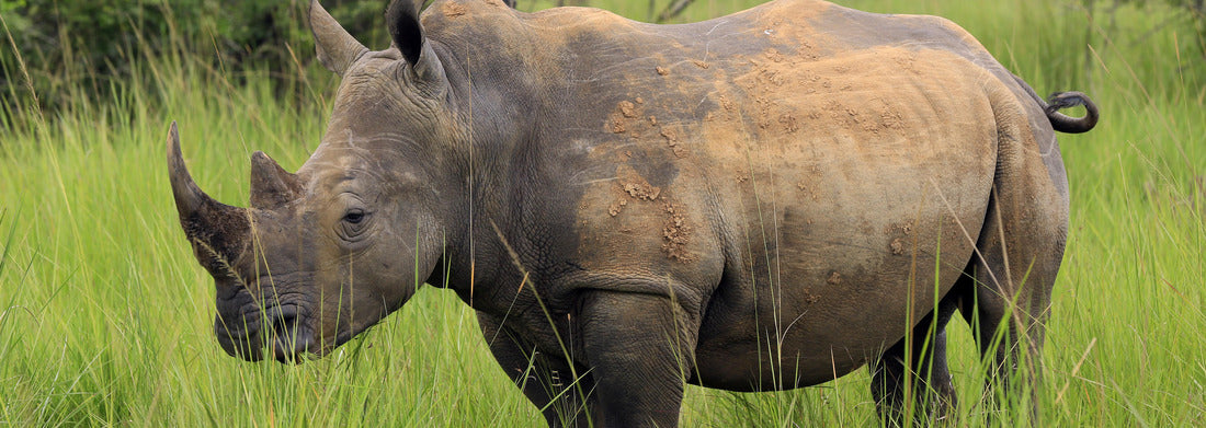 Noah Jigsaw Puzzle White Rhino (Ceratotherium simum). Rhino walking in Ziwa Rhino Sanctuary, Uganda panorama 1000 pieces