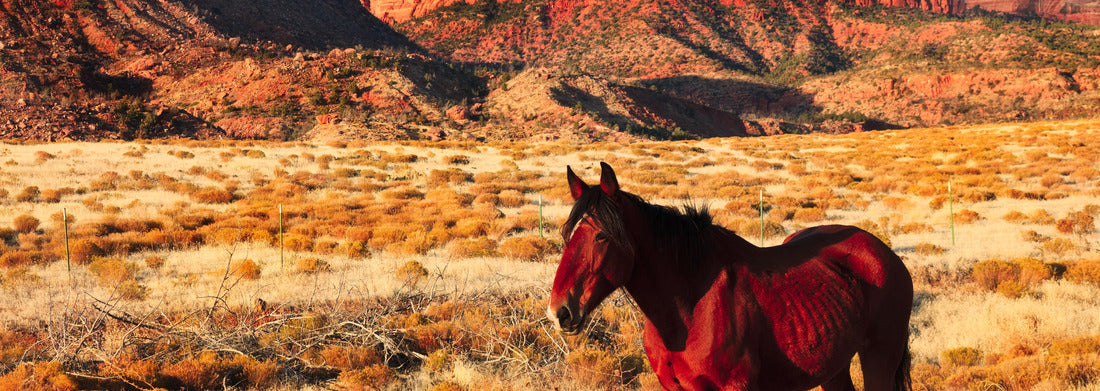 Noah Jigsaw Puzzle Horse in Zion National Park panorama 1000 pieces