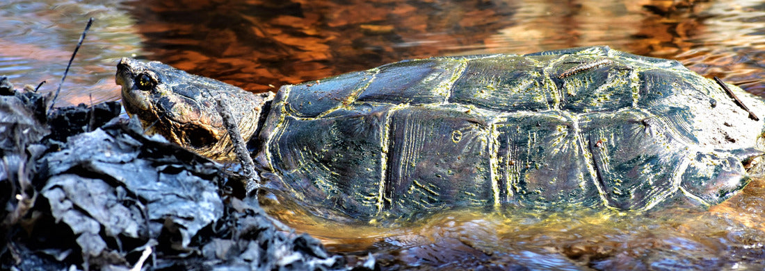 Noah Jigsaw Puzzle A large common snapping turtle makes his way through a shallow amber stream and leaves at Big Thicket National Preserve in Kountze, Texas panorama 1000 pieces