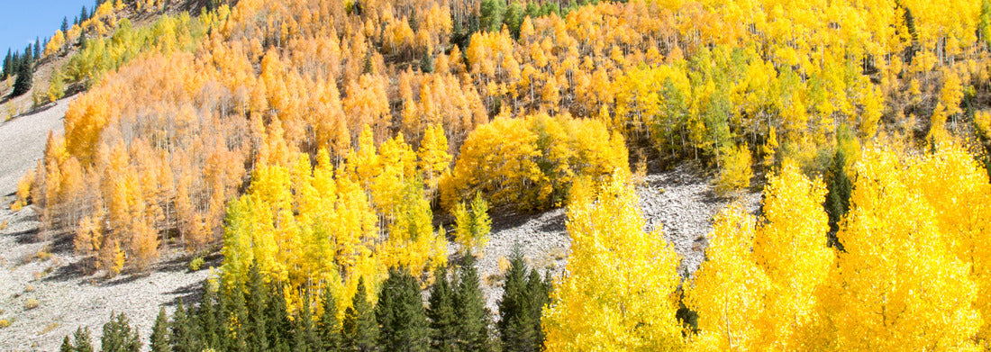 Noah Jigsaw Puzzle Bright yellow and gold aspen on a hilltop in Colorado panorama 1000 pieces