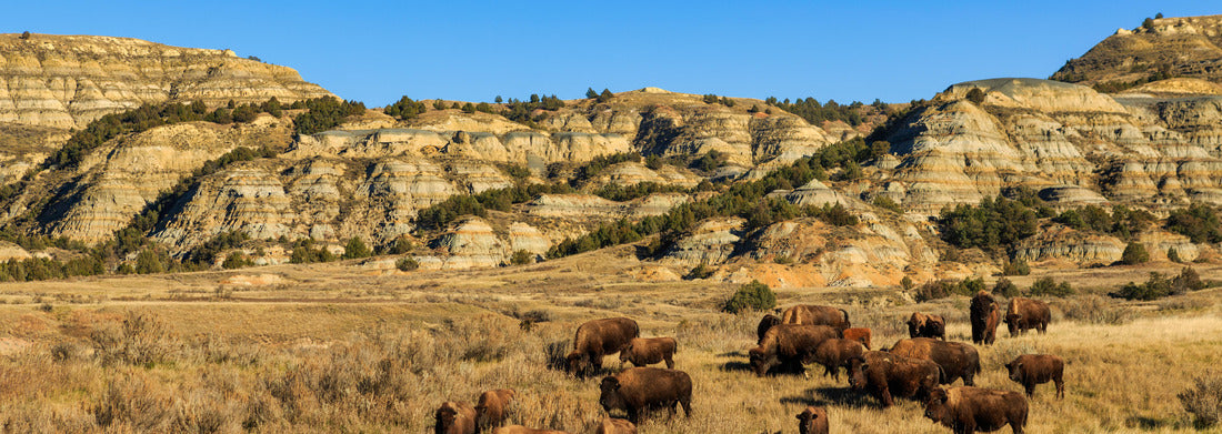 Noah Jigsaw Puzzle Buffalo in Theodore Roosevelt National Park, North Dakota panorama 1000 pieces