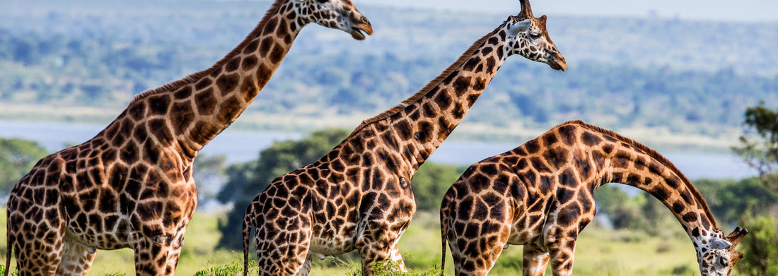 Noah Jigsaw Puzzle Giraffes on the background of the Nile. Africa. Uganda. Murchinson Falls National Park panorama 1000 pieces