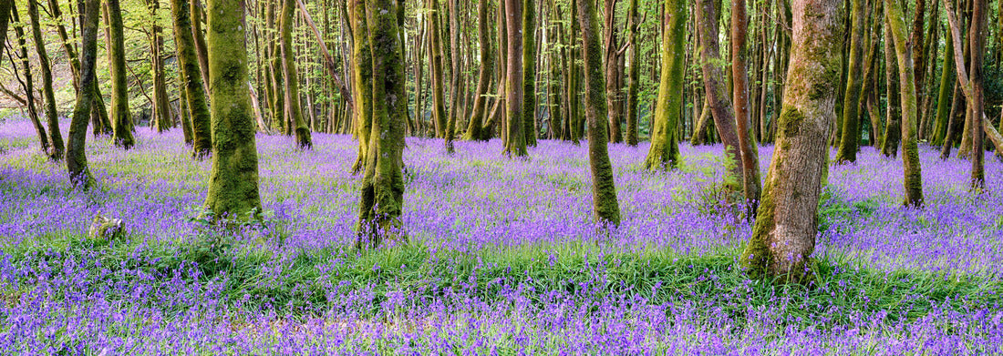 Noah Jigsaw Puzzle Bluebell woods in Camborne in the countryside of Cornwall panorama 1000 pieces