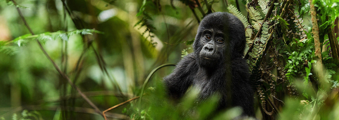 Noah Jigsaw Puzzle Uganda. Close-up portrait of a mountain gorilla (Gorilla beringei beringei beringei) at a short distance in its natural habitat. Green natural background. National Park forest. Uganda. Africa panorama 1000 pieces