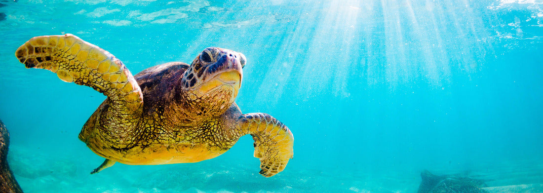 Noah Jigsaw Puzzle endangered Hawaiian turtle cruise in the warm waters of the Pacific Ocean in Hawaii panorama 1000 pieces