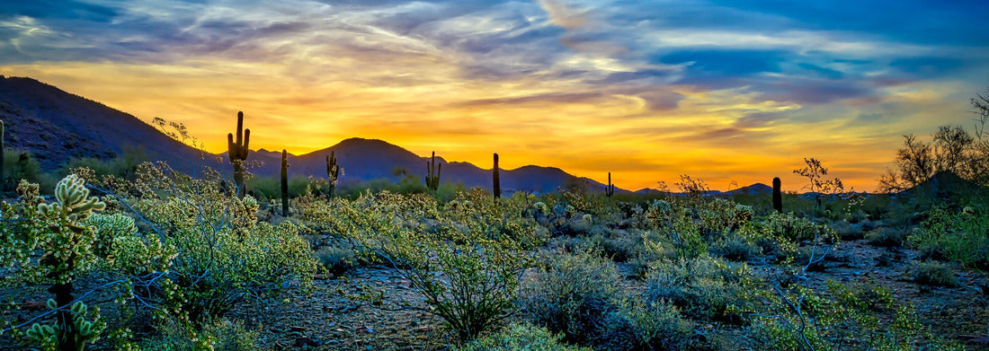 Noah Jigsaw Puzzle Blue and Golden Sunrise - Desert flora in full bloom provides a colorful backdrop to a colorful Scottsdale, Arizona sunrise, rich with golden and blues panorama 1000 pieces