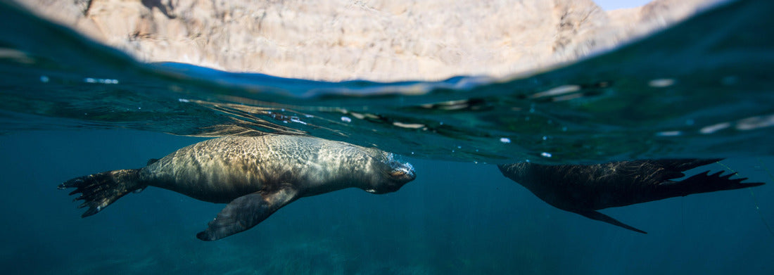 Noah Jigsaw Puzzle Sea lions at Anacapa Island, Channel Islands National Park panorama 1000 pieces