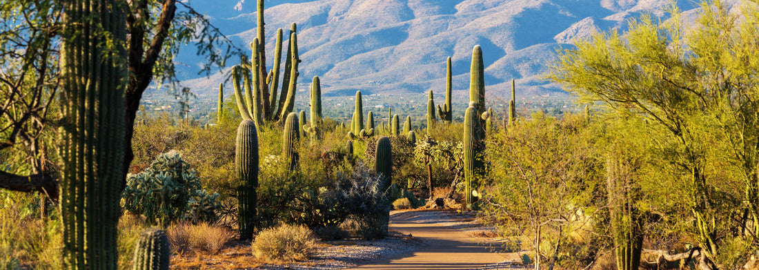 Noah Jigsaw Puzzle Saguaro National Park panorama 1000 pieces